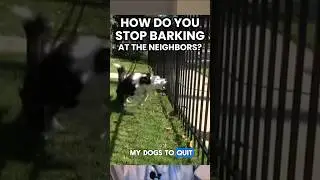 How Do You STOP Barking at the Fence/Neighbors?