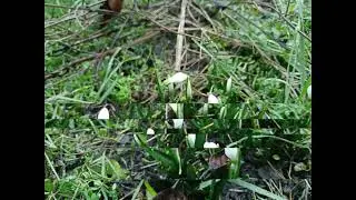 С Первым ДНЁМ Весны, видео поздравления