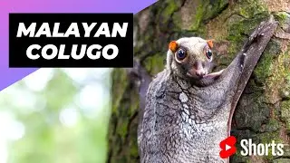 Malayan Colugo 🦇 One Unique Animal You Have Never Seen #shorts