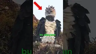 Dünyanın En Güçlü Kartalı Harpia! 🦅💪🌍😱