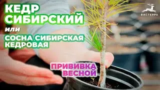 СОСНА СИБИРСКАЯ КЕДРОВАЯ ПРИВИВКА ВЕСНОЙ | КЕДР СИБИРСКИЙ ПРИВИВКА