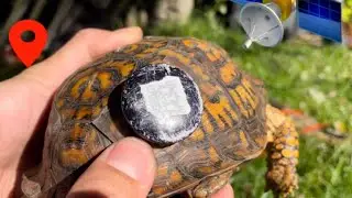 Preparing My Adult Eastern Box Turtles for Brumation