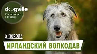 Ирландский волкодав – О породе – Как выбрать щенка Ирландского волкодава?