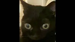 Jinx the cat with funky music