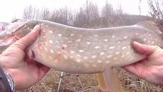 Колебалка и воблер лучшая приманка для ловли щуки в коряжнике
