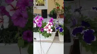 Ух ты какие красивые 🙀 #новая  #новинка