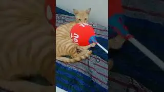 Cat playing with balloons #SHORTS 2022