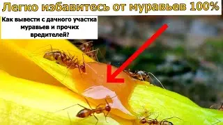 Я НЕ МОГ ПОВЕРИТЬ, НО ОТ МУРАВЬЕВ ПОМОГЛО СРАЗУ ЖЕ! Как легко избавиться от муравьев.
