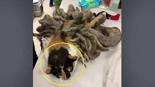 The veterinarians didn't know where to start when this cat was brought to them, it's hard to believe