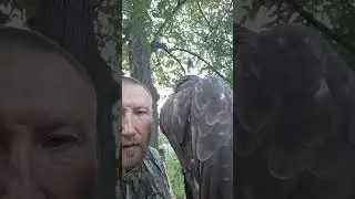 Почему ХП мало живут в природе 😱😱😱 #орланбелохвост