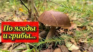 По ягоды и грибы.Костромская область