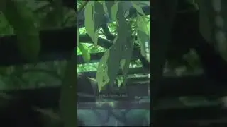 Аниме эстетика