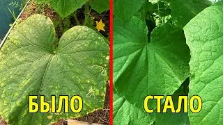 У ОГУРЦОВ ЖЕЛТЕЮТ ЛИСТЬЯ, СРОЧНО ПОЛЕЙТЕ ЭТИМ