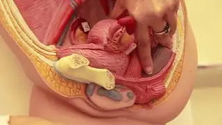 Gross Anatomy of Uterus