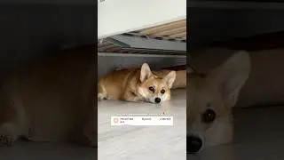 СКОЛЬКО Я ТРАЧУ НА ЛИСУ В МЕСЯЦ? 