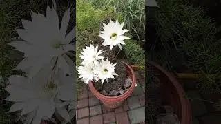 У меня цветут кактусы только так.