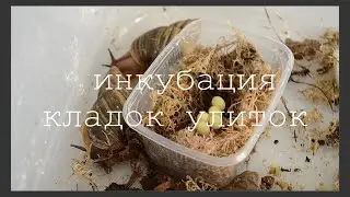 ИНКУБАЦИЯ ЯИЦ УЛИТОК / как инкубировать кладки / кратко