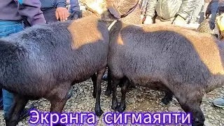 ХИСОРИ ЁШ КУ́ЧКОРЛАР ВА СЕМИЗ КУ́ЙЛАР ЭЛГА МАНЗУР НАРХЛАРДА