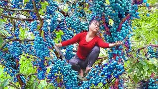 Harvesting Forest Fruit Goes to market sell  - Farm life  |  New Free Bushcraft