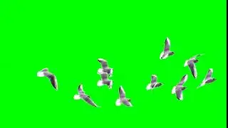 green screen birds flying effect