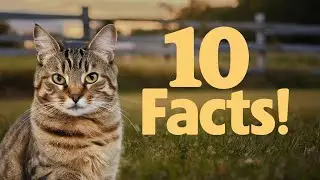 10 Amazing Facts About Cats You Didn’t Know! 🐱 | Surprising Cat Facts