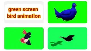 green screen bird animation