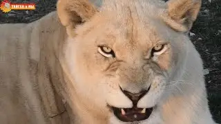 Тысяча и одно ухаживание Гека. ДО рождения белых львят. Тайган. Lion Life in Taigan