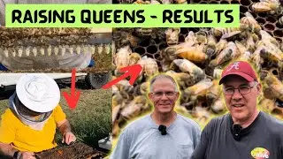 1st Graft Queen Bee Acceptance. Success or Failure?