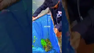 মাছে ভরপুর খালবিল