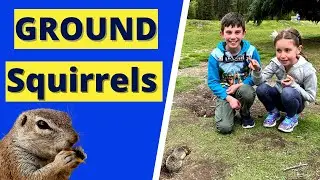 Ground Squirrel Facts