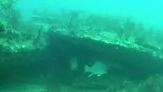 Рыбы Черного моря. The fish of the Black sea.