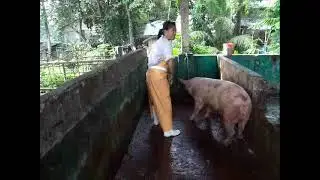 Butcher woman after and before slaughtering pigs