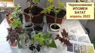 Черенкование ипомеи батат. Уход и выращивание ипомеи батат. Апрель 2022