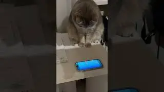 Томас смотрит мультик 🐈‍⬛