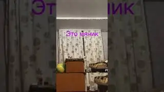 Мячик в голову попал😂