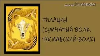 Тилацин