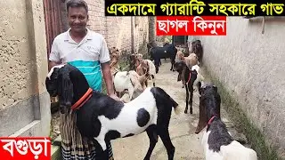 বগুড়া থেকে একদামে গ্যারান্টি সহকারে গাভ ছাগল কিনুন Goat price 2024