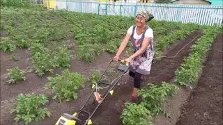 Прополка  и  культивация междурядий картофеля  Электрическим  культиватором YT5601👍