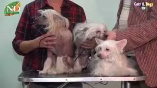 Cats&DogsTV - УДИВИТЕЛЬНЫЙ МИР СОБАК - КИТАЙСКАЯ ХОХЛАТАЯ СОБАКА / CHINESE CRESTED DOGS
