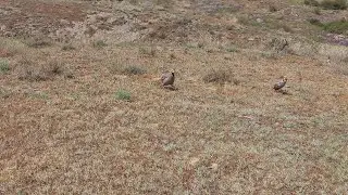 охота кеклики
