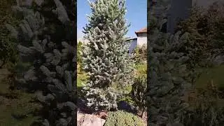 Коллекция елей #сад #ели #весна24  #shorts