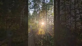 Закат солнца в лесу🌳🌳🌳