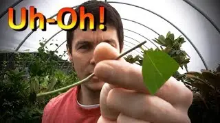 Propagating Rooted Cuttings of Dogwoods, Rose of Sharon, Weigela, Climbing hydrangea, and Spirea