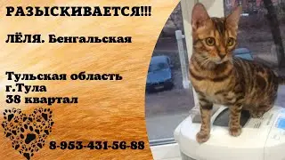 Пропала кошка! ЛЁЛЯ , Тульская область , г. Тула