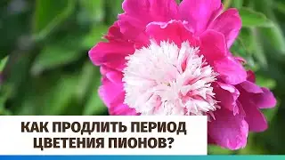 Как продлить период цветения пионов?