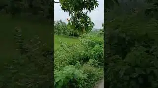 Mother Nature India