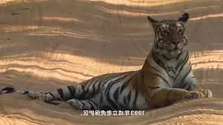 Tourists enter the iron cage to visit the zoo and are surrounded by tigers Go to these national par