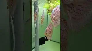 дискусы отправка Новосибирск-Иркутск