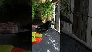Amputated Crow (Russell) learns to balance