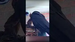 Ворона украла птенца.
